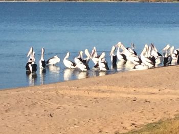 Seagulls on beach