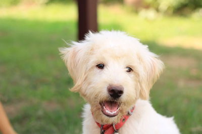 Close-up portrait of white dog