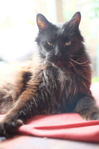Close-up of cat resting