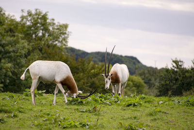Oryx at manor wildlife park
