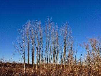 Plants growing on land against clear blue sky