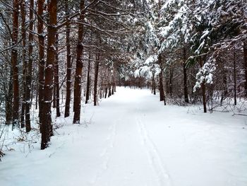 Trees on snow covered landscape