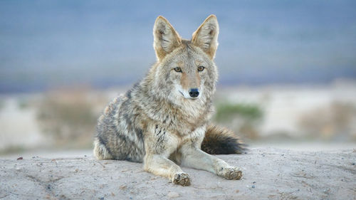 Coyote laying on rock in the dessert