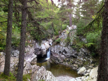 River flowing through forest