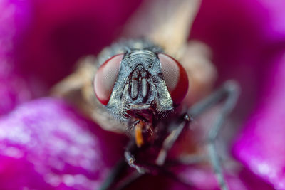 Macro shot of insect on pink flower