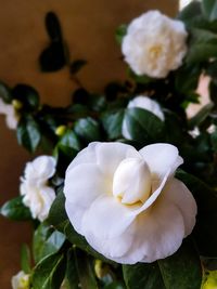 Close-up of flower blooming outdoors