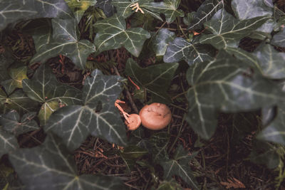 High angle view of fruits on dry leaves on field