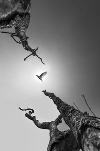 Low angle view of eagle flying against sky