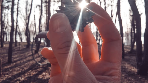 Sun shining through trees