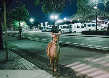 Portrait of horse cart on street at night