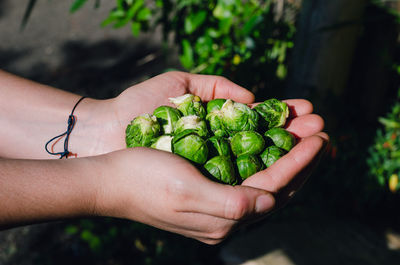 Close-up of hand holding vegetables