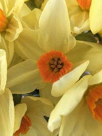 Close-up of flowers