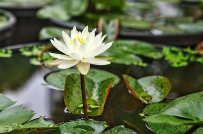 Close-up of lotus water lily in pond