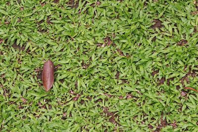 High angle view of leaf on field