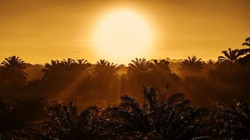 Beautiful sunrise in beautiful palm oil fields in sabah, malaysia