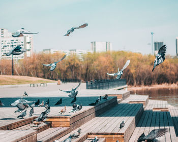 Seagulls flying in a row