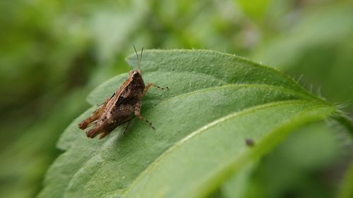 Close-up of grasshopper on leaf