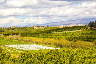 Scenic view of field against sky