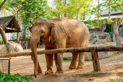 Elephant in a zoo