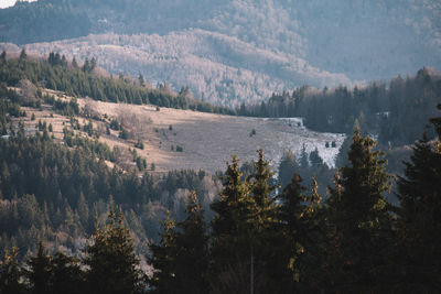 Panoramic view of trees in forest against sky