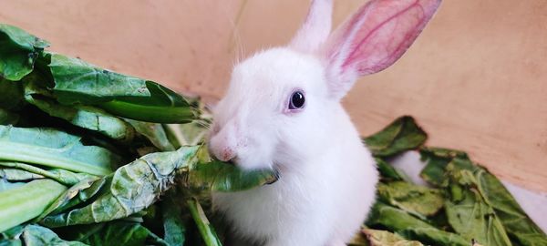 Close-up of rabbit