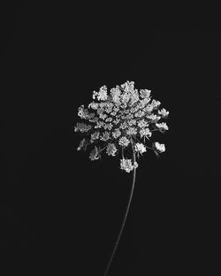 Close-up of white flowers