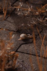Close-up of snail on field