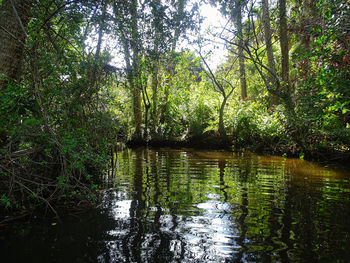 Scenic view of lake in forest