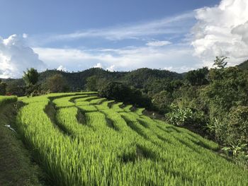 Scenic view of agricultural field against sky