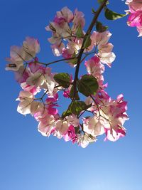 Low angle view of cherry blossoms against sky