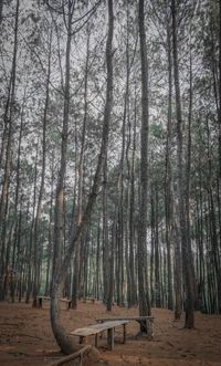 View of trees in forest