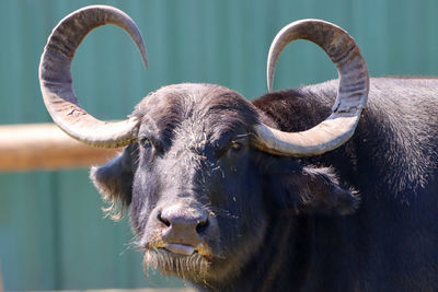 African curved horn buffalo looking at camera tongue slightly out