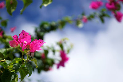 Close-up of pink flowers blooming on tree