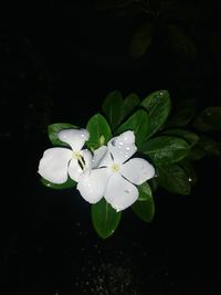 Directly above shot of white periwinkle blooming at night