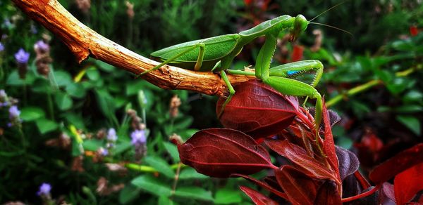 Close-up of insect on plant