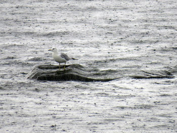 Seagull perching on a sea