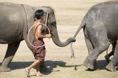 Man holding ring while walking with elephants on ground