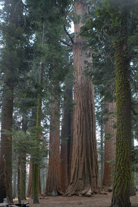 Trees in forest