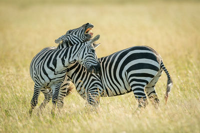 Plains zebras play fighting in long grass