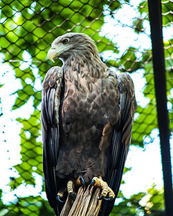 Low angle view of eagle perching on wooden post