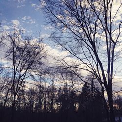 Bare trees against sky at sunset