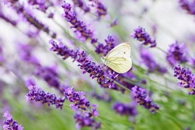 Close-up of butterfly pollinating on flowers