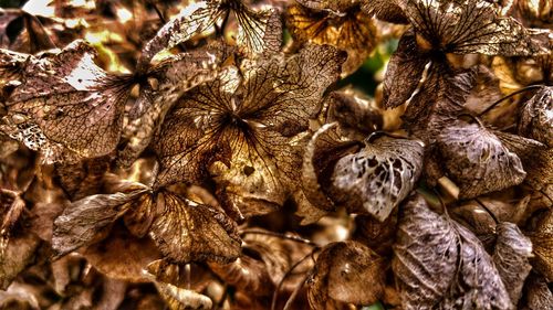 Full frame shot of wilted flowers