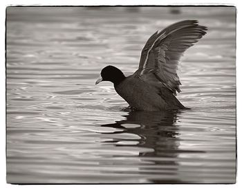 Close-up of duck swimming in lake