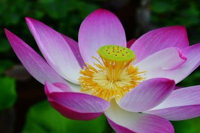 Close-up of fresh pink water lily