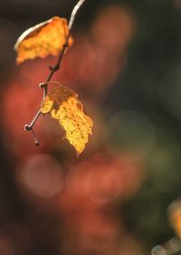 Close-up of autumn leaf