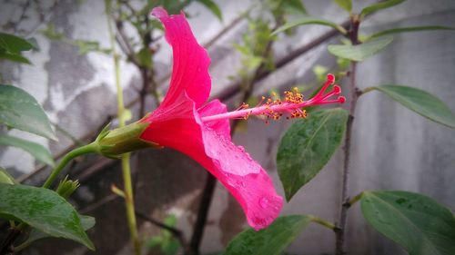 Close-up of pink hibiscus blooming outdoors