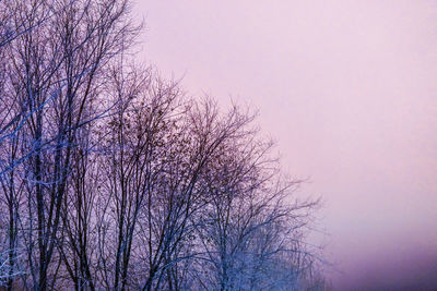 Low angle view of silhouette bare tree against clear sky