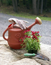 Close-up of flower pot on plant