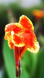 Close-up of poppy blooming outdoors